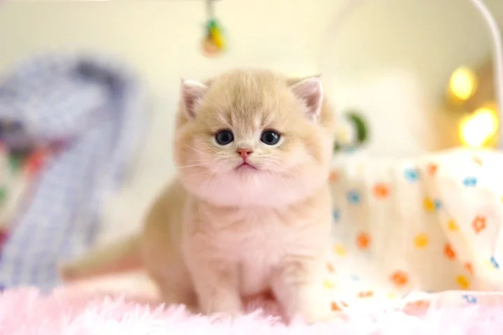블루골드 브리티쉬숏헤어 아기 고양이